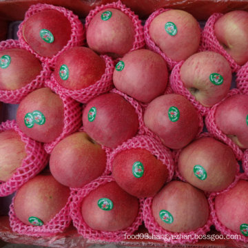 Regular Supplier of Fresh Red Qinguan Apple